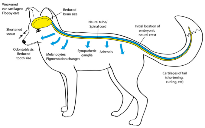 domestication syndrome schematic