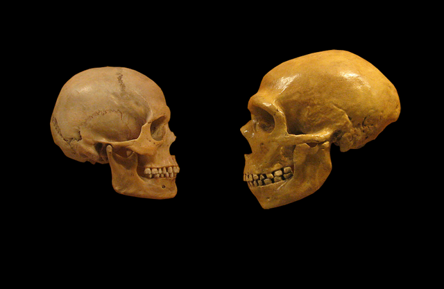 neanderthal sapiens comparison image