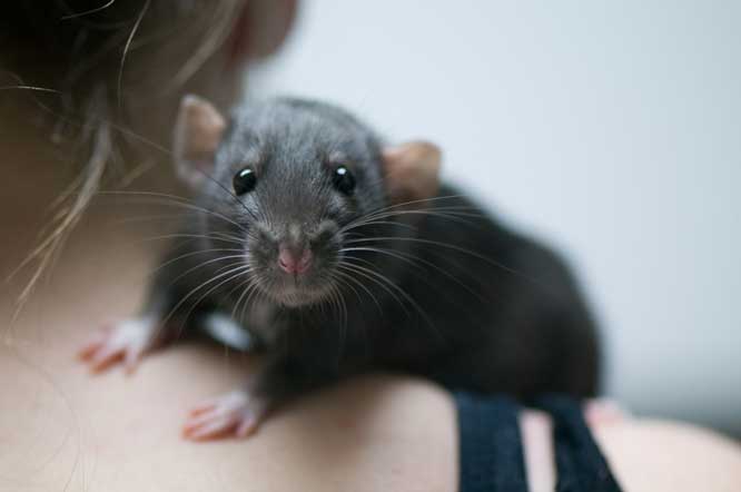 pet rat on shoulder