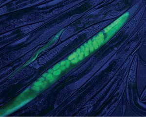 crispr gfp worm