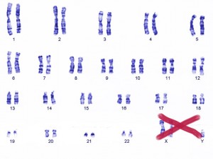 human chromosomes image