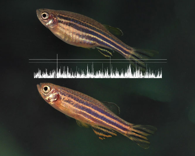 zebrafish gwas