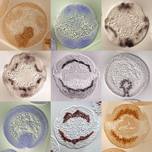 “Coordination of mesoderm migration during Drosophila gastrulation” Cross-sections of Drosophila embryos in wild-type and mutant backgrounds: brown and black depicts the migrating mesoderm (anti-Twist staining) or dual-phosphorylated form of ERK (anti-dpERK), and blue depicts gene expression of either HSPGs Trol or Syndecan. From Trisnadi and Stathopoulos. Photo credit: Nathanie Trisnadi.