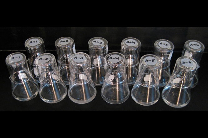 Photograph of Richard Lenski's long-term evolution experiment with E. coli. Each flask harbors one of the 12 evolving populations. Photo credit: Brian Baer and Neerja Hajela CC BY-SA 1.0