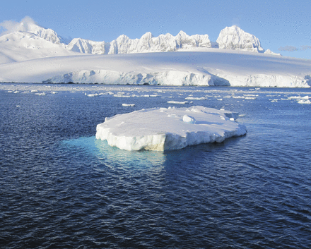 The icy waters of the Neumeyer Channel on the Antarctica Peninsula, and regions nearby, are home to several species of Antarctic icefish, animals that fit Darwin's phrase, a “wreck of nature.” Unique among vertebrates, icefish lack red blood cells and functional hemoglobin genes, have greatly reduced bone mineralization compared to related fish, and have lost the nearly-ubiquitous inducible heat shock response. Image courtesy of John Postlethwait, 2015 recipient of the Genetics Society of America's George W. Beadle Award.