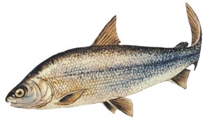 Lake whitefish. Coregonus clupeaformis.