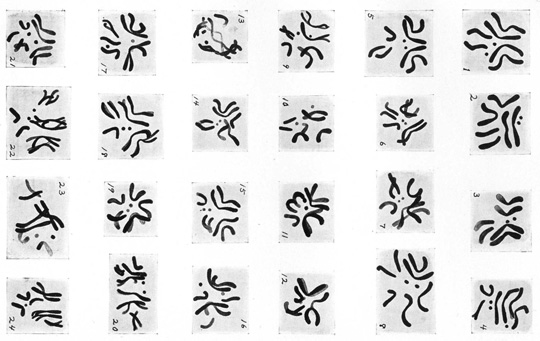 karyotypes-540