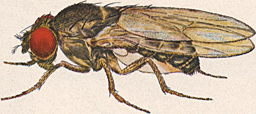 By Mrs. Sarah L. Martin - Plate IV, J.T. Patterson. Studies in the genetics of Drosophila. III. The Drosophilidae of the Southwest. University of Texas Publications, 4313:7-216, 1943., Public Domain, https://commons.wikimedia.org/w/index.php?curid=28579593