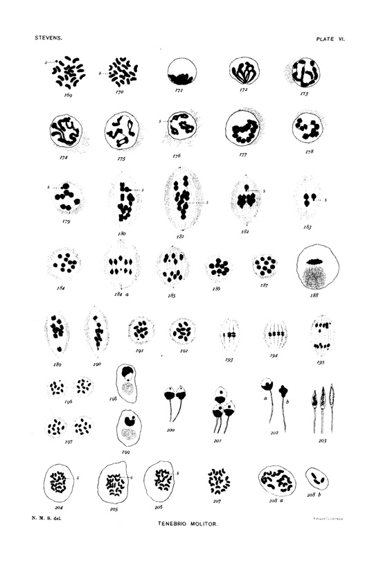 Plate IV from Stevens, 1905 showing hand-drawn micrographs from Tenebrio molitor samples.