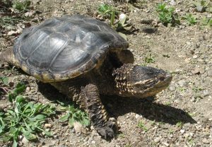 Snapping turtle adult. Photo: Turk Rhen