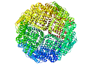 Horse apo ferritin (PDB: 4v1w).