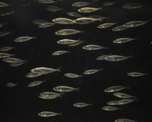 Marine sticklebacks schooling. Courtesy of Anna Greenwood.