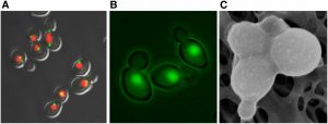 From Hoffman et al.