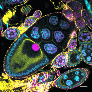 PhadnisLab_DmelOvary