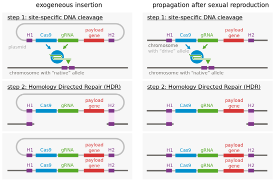 In this depiction of gene drive, a circular DNA molecule called a plasmid is inserted into cells. The plasmid contains a gene for the DNA-cutting enzyme Cas9, a sequence encoding a guide RNA (gRNA) that defines the sequence Cas9 will cut and a gene to be inserted at the cut site (payload gene). These sequences are flanked by homology arms (H1 and H2) that match up with DNA surrounding the cut sequence in the normal chromosome, allowing the whole DNA cassette on the plasmid (H1, Cas9, gRNA, payload gene, H2) to serve as a template for repairing the cut chromosome. Then, the repaired chromosome acts as a template itself when Cas9 cuts the homologous chromosome, so both copies of the chromosome in the cell contain the DNA cassette. Thus, the progeny will inherit the inserted sequence (almost) 100% of the time. Image by Thomas Julou (Own work) [CC BY-SA 4.0 (http://creativecommons.org/licenses/by-sa/4.0)], via Wikimedia Commons.