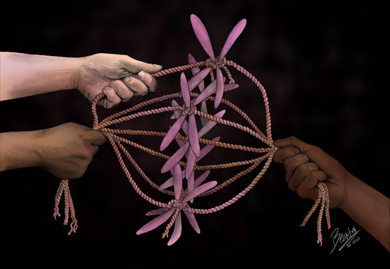 To separate our DNA during cell division, the mitotic spindle pulls the duplicated chromosomes towards opposite poles of the cell. This hand-drawn illustration shows how chromosomes align in the equator of the cell during metaphase before they are separated into each of the two daughter cells.