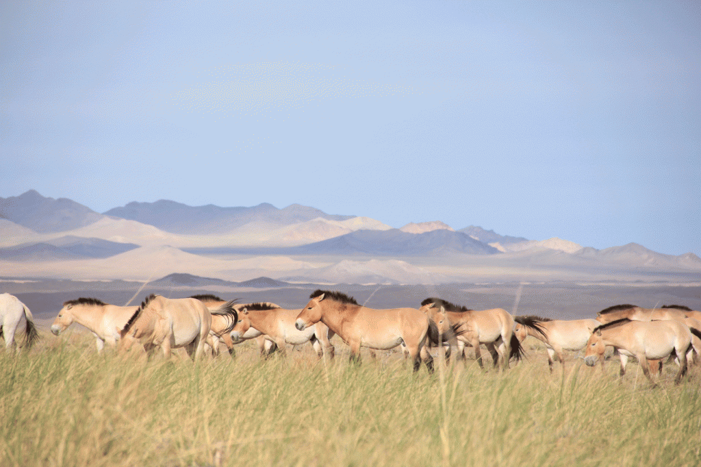 Photo courtesy of Ludovic Orlando. Przewalski’s horses went extinct in the wild in 1969, but have since been reintroduced to Mongolia.