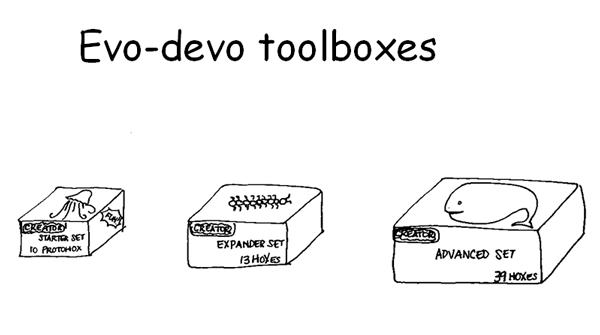 evo-devo-600