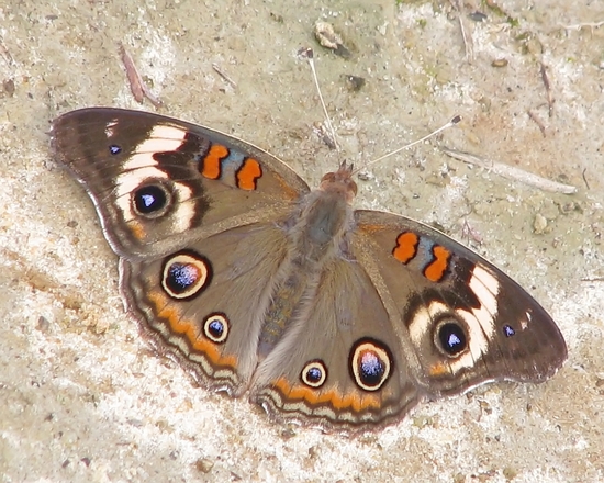 Wild-type <i>Junonia coenia</i>. By Vicki DeLoach via <a href="https://www.flickr.com/photos/vickisnature/6146496161">Flickr</a>.