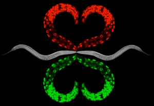 <i>C. elegans</i> art by Ahna Skop and Tri Nguyen. 