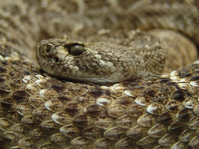 Eastern Diamondback Rattlesnake. Photo by Sven Weber via Wikimedia.