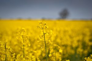 Oilseed rape flowers growing in a field. Photo by David Robson via Flickr.