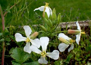 Wild radish flowers. <a href="https://www.flickr.com/photos/bugldy99/33897032793/in/photolist-TDn9TT-UyWLvC-oJBDso-9d8mD5-8AZ2q8-5gk24V-SGwC4W-ou9X9C-oLnLUD-UAZSxd-oLBURd-qyHwhQ-oJBJEh-qyBpxi-phsLYw-SUuYNg-p2Z2xp-p2ZDGQ-p2ZiiJ-oLBNDo-p2ZTA1-p2ZAv8-ou9WYg-pjuJs2-pjduyt-pjuMqr-p31gtg-m63Nj2-qhehbJ-dDS47u-p31nyy-qwv5Au-ouabjc-4jQwbh-aQ1JXM-oJBpnQ-oJBoNy-oLBCa7-pjuxPD-8AhJGL-ou9VzU-oLnuw8-oLBBBy-dDS45b-5gpnvU-DxQepu-qhkBSp-qyHvAE-dn119W-8D2fFb">Photo Brenda Dobbs via Flickr.</a>