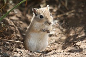 Mongolian gerbil