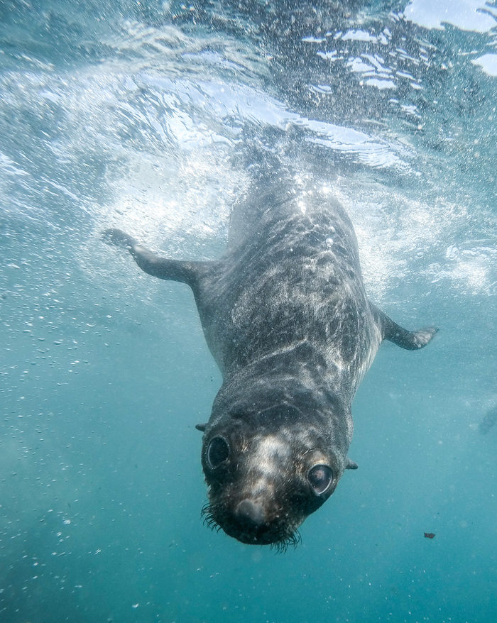 A young Antarctic fur seal (Arctocephalus gazella) playing in the waters of Bird Island, South Georgia during the 2016 breeding season. Image: John Dickens. See Humble et al. G3 8: 2709–2722.