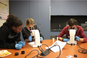 Students looking into microscope