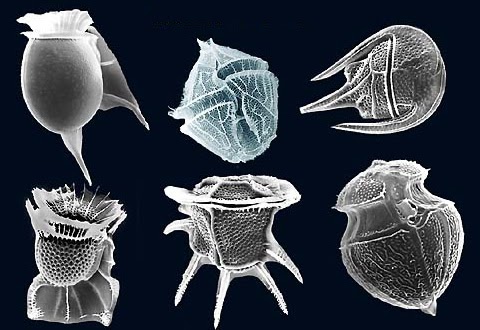 Dinoflagellates