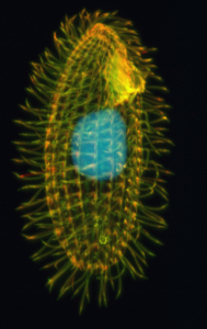 Image of Tetrahymena thermophilia ciliate