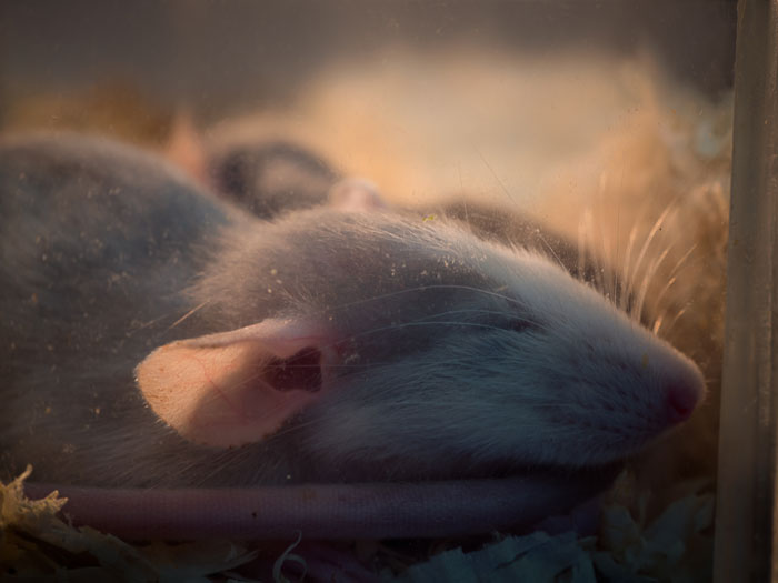 mouse sleeping