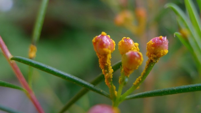 Flower with fungus growing on it