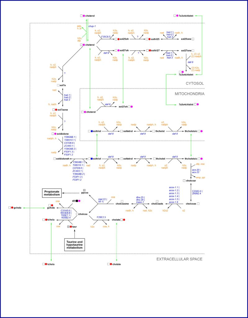 Bile Acids final map