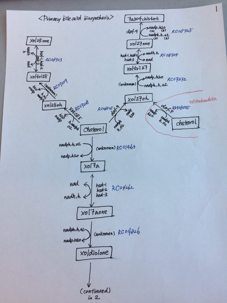 Bile Acids Hand Drawn Map