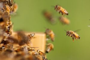 Honey bees entering a hive