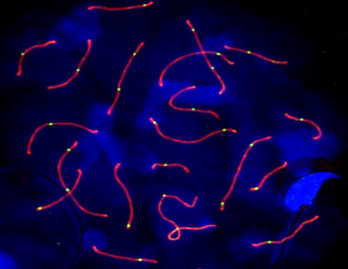 Immunostained spermatocyte nucleus (DNA labelled in blue, synaptonemal complexes in red and crossover sites in green). At the bottom right is an overlapping sperm head.